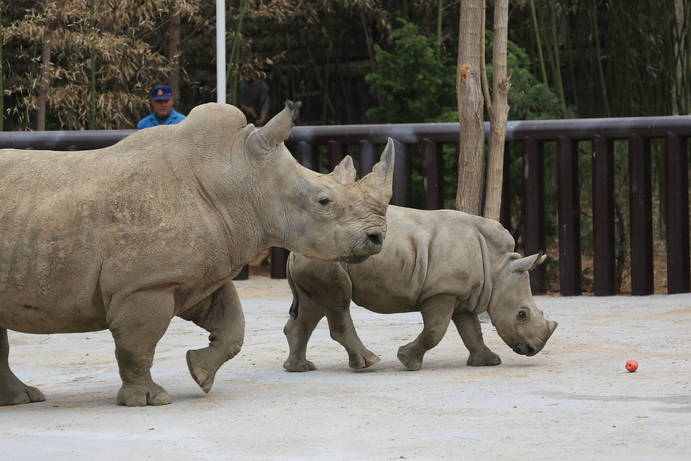 江北首只新生双角白犀牛奔奔搬新家啦